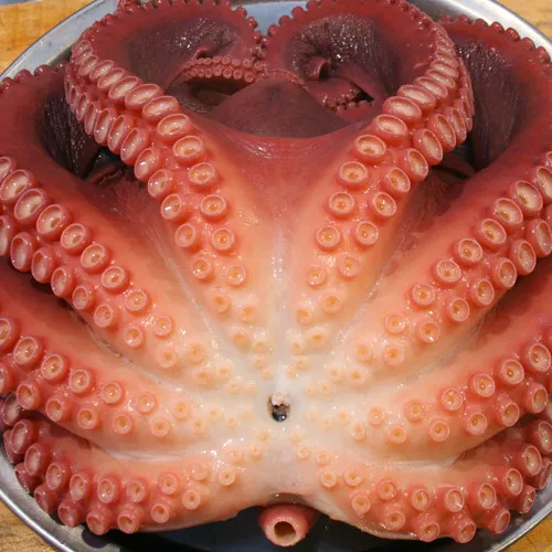 6시내고향 안동 중앙신시장 문어