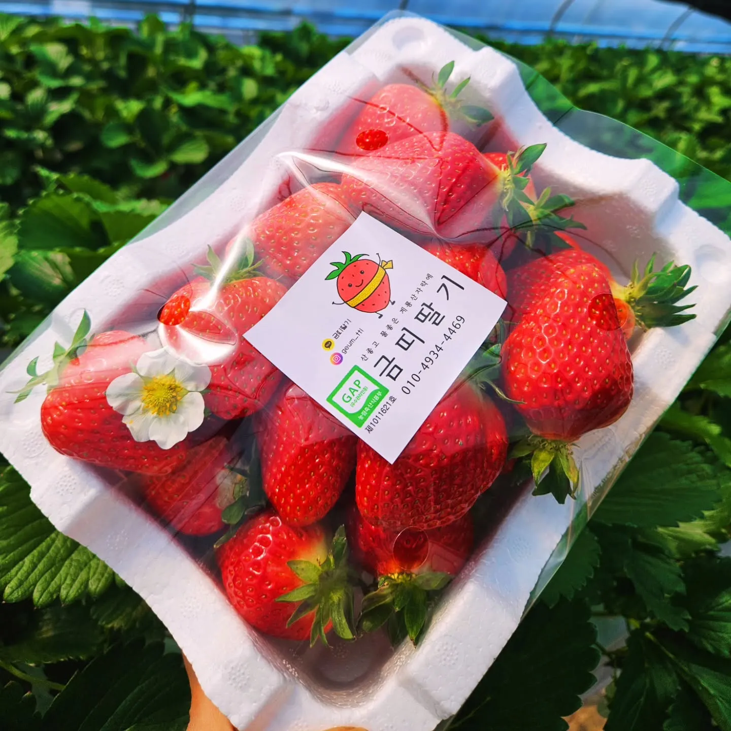 오늘N 공주 소문난 딸기 농장