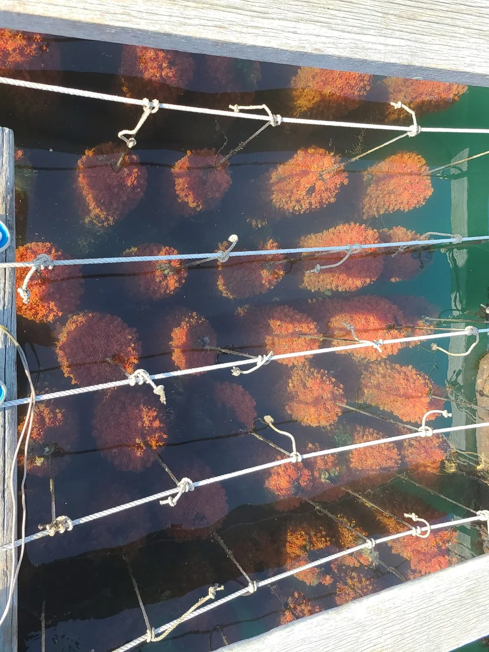 6시내고향 거제시 멍게