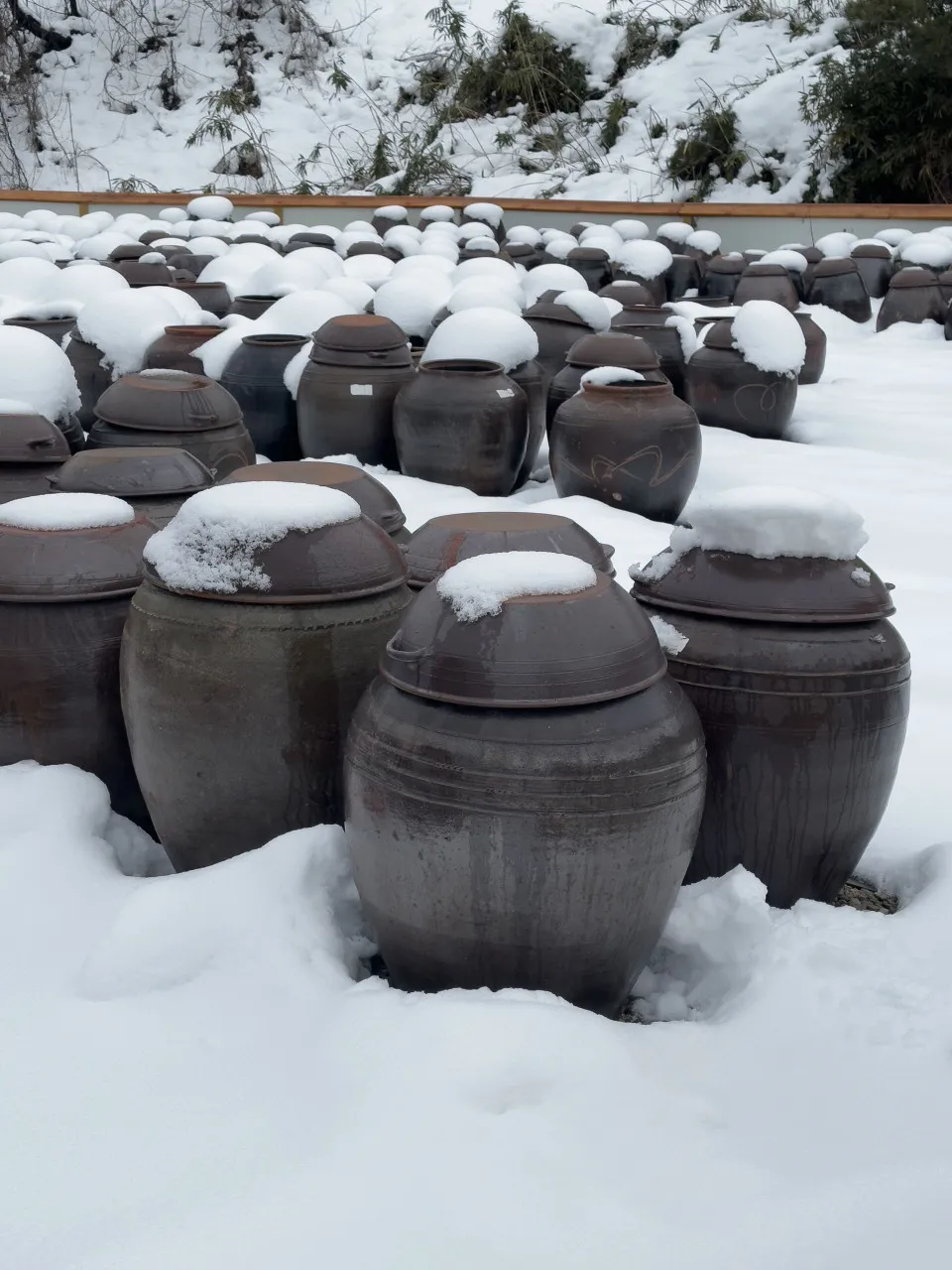 6시내고향 고성 다시마장