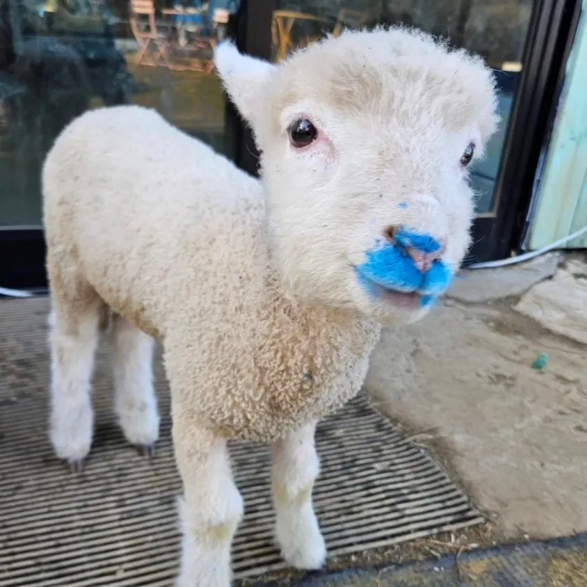 6시내고향 남해 산양유