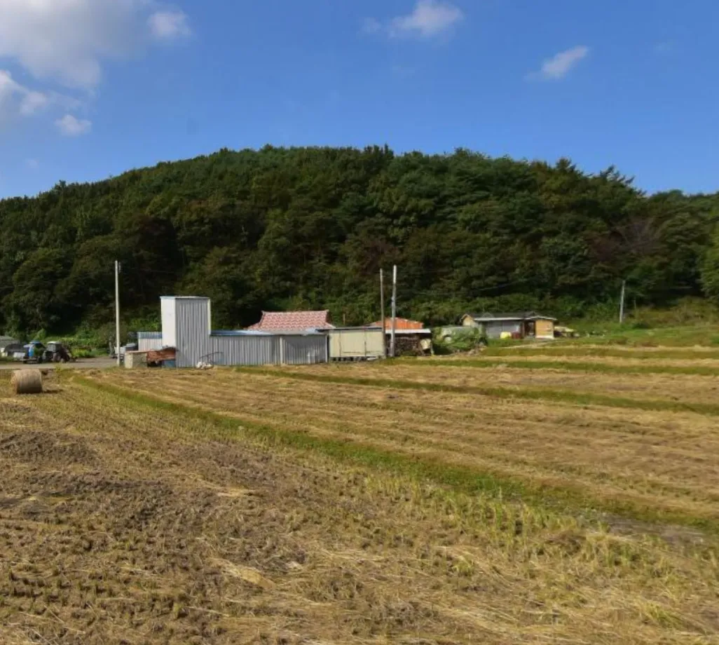 6시내고향 보령 방풍나물