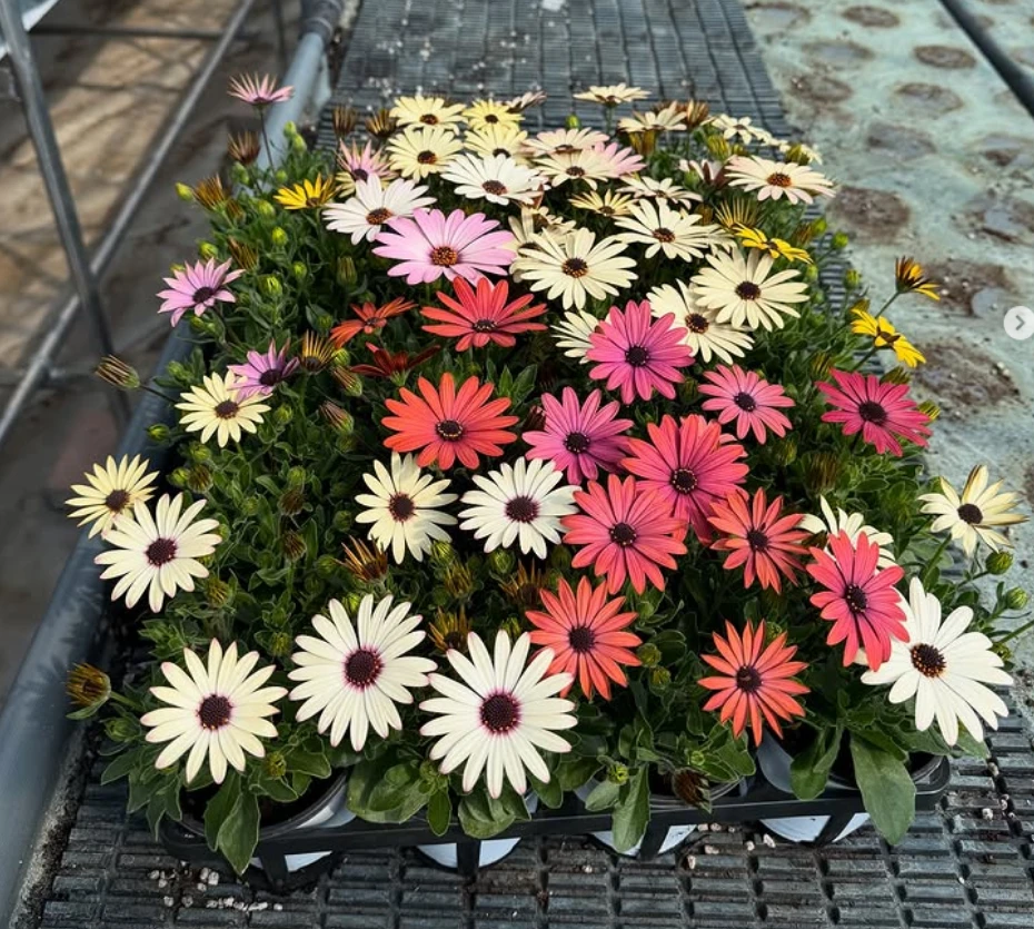 6시내고향 보은 화훼