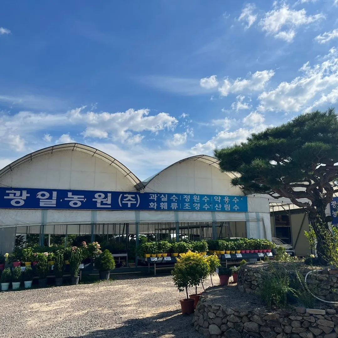 6시내고향 옥천 묘목