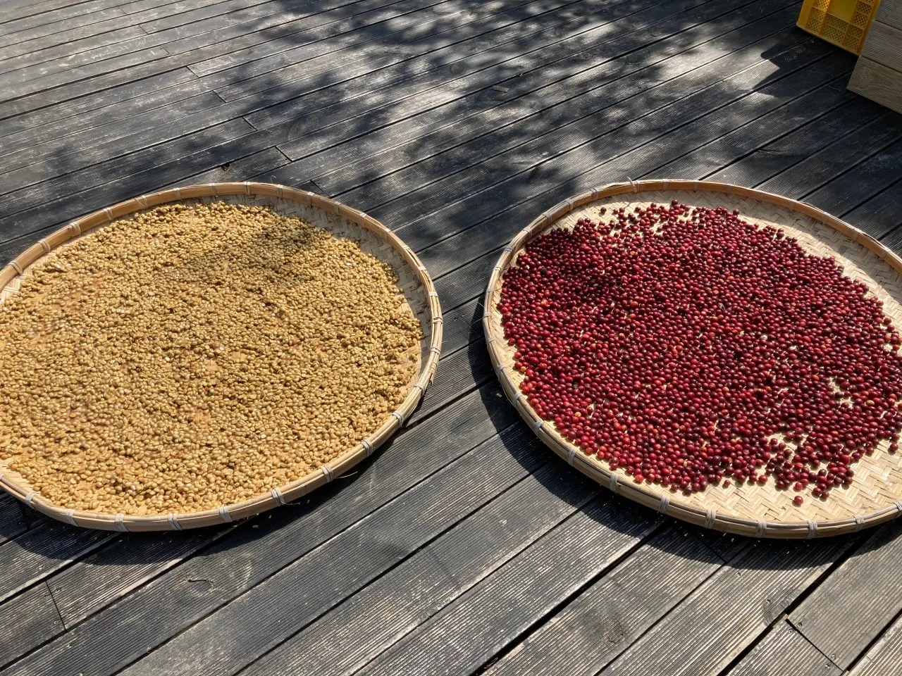 6시내고향 완도 바나나 따기체험