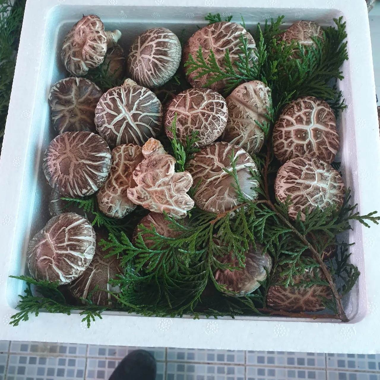 6시내고향 완도 표고버섯