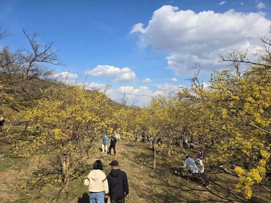 6시내고향 이천백사 산수유꽃축제