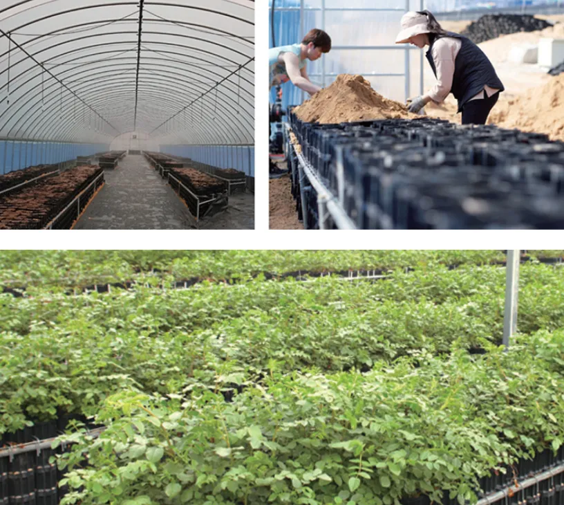 6시내고향 익산 감초 택배주문