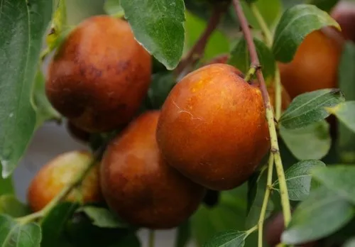 6시내고향 전북 완주 대추