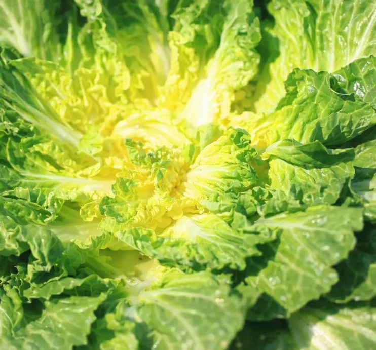 6시내고향 진도 봄동 전국택배