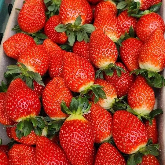 6시내고향 청도 딸기