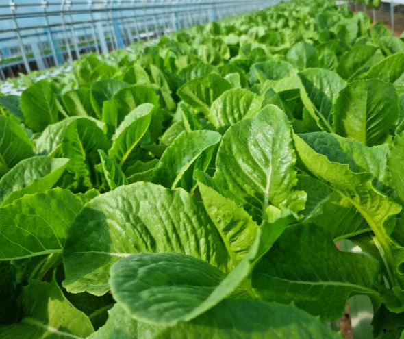 6시내고향 청주 로메인 상추