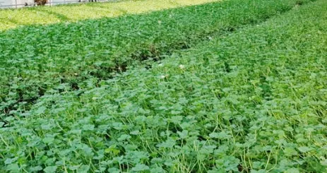 생생정보 네잎클로버