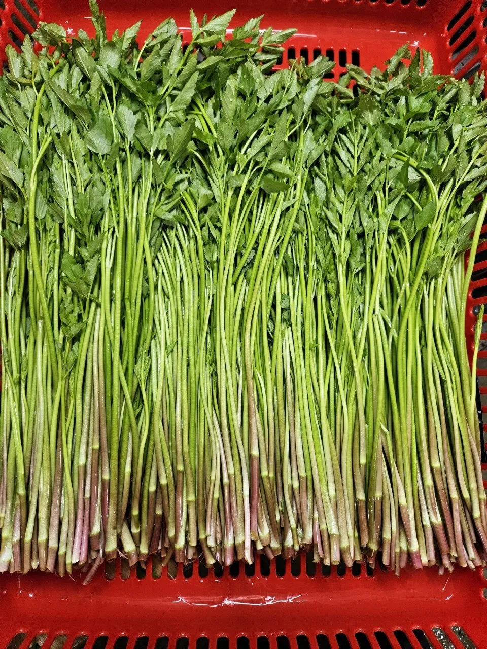 생생정보 청도 미나리