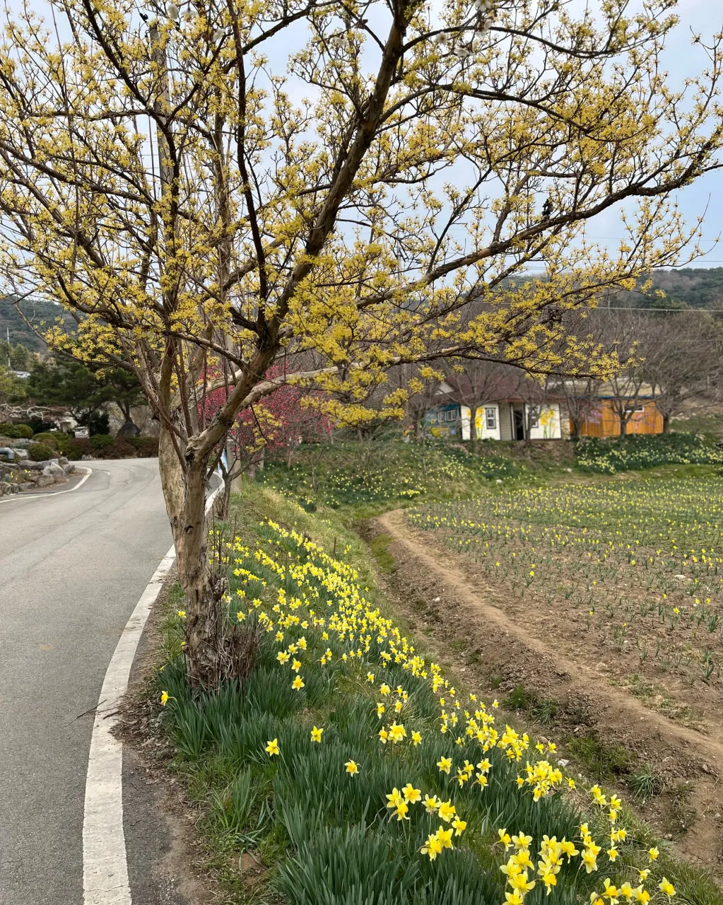 생생정보 홍성 거북이마을