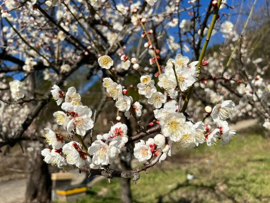 오늘N 양산 매화 명소