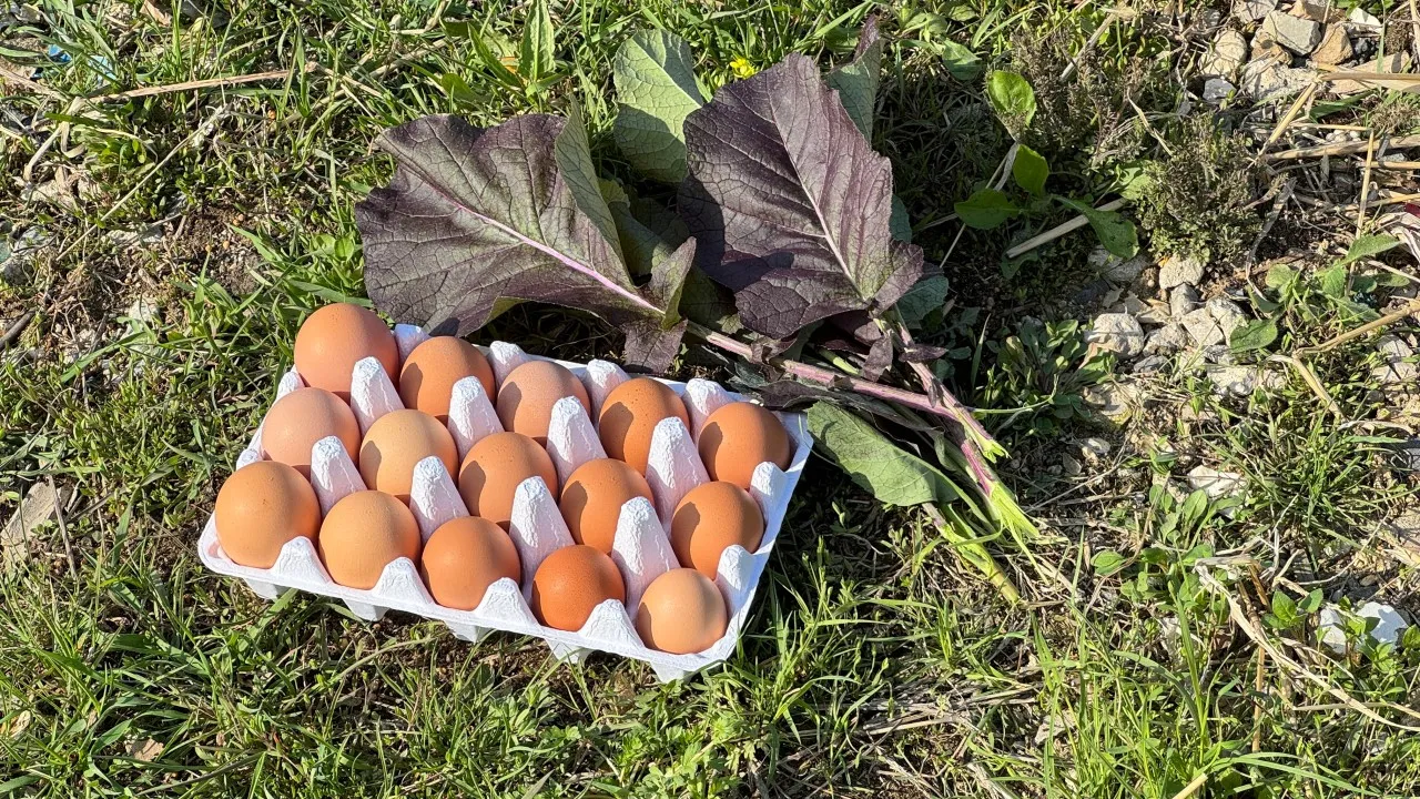 오늘N 연천 양계장