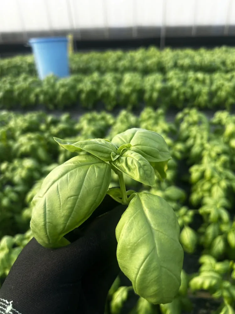 6시내고향 경산 바질