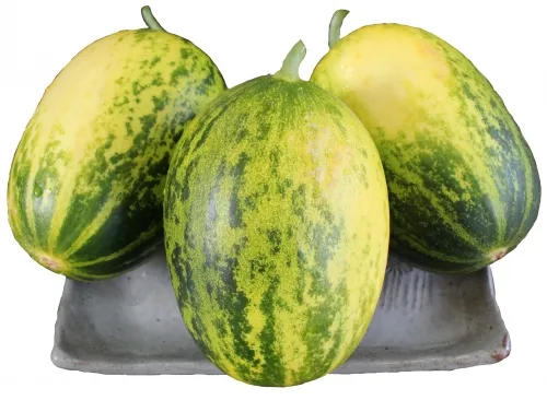 6시내고향 고령 파파야멜론