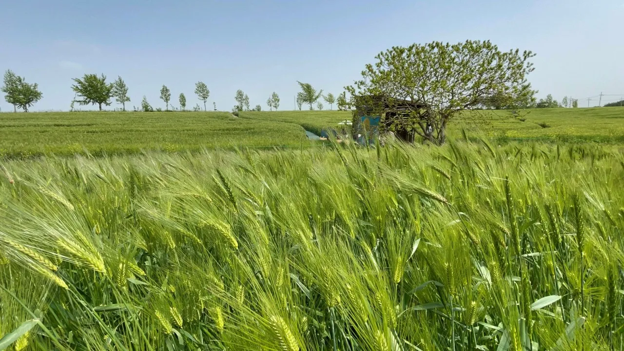 6시내고향 고창 청보리밭
