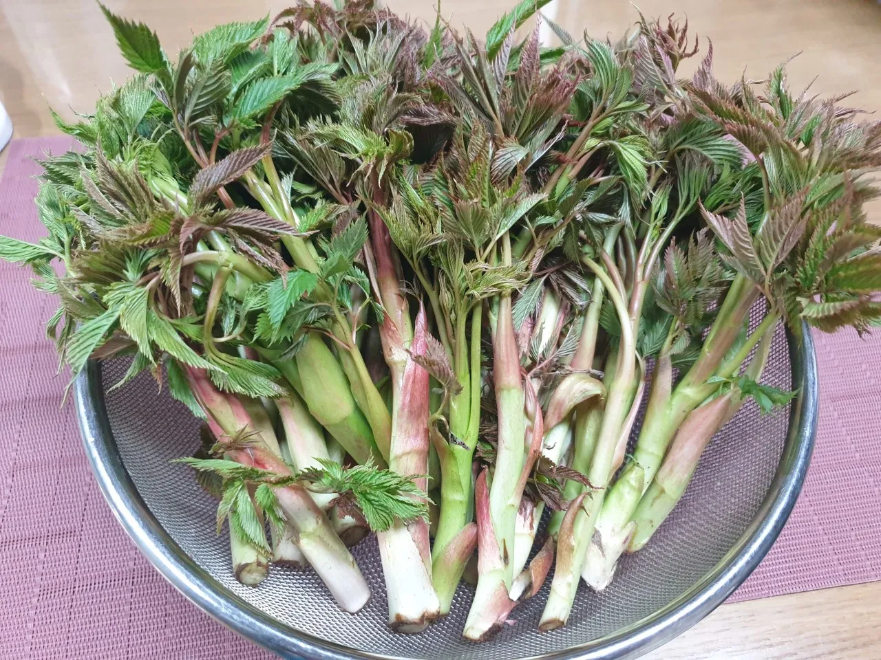 6시내고향 인제 눈개승마