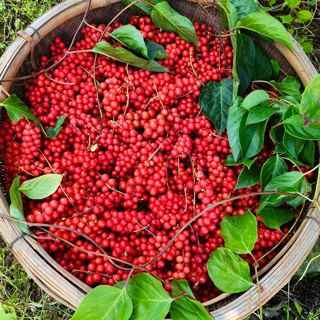 6시내고향 인제 오미자