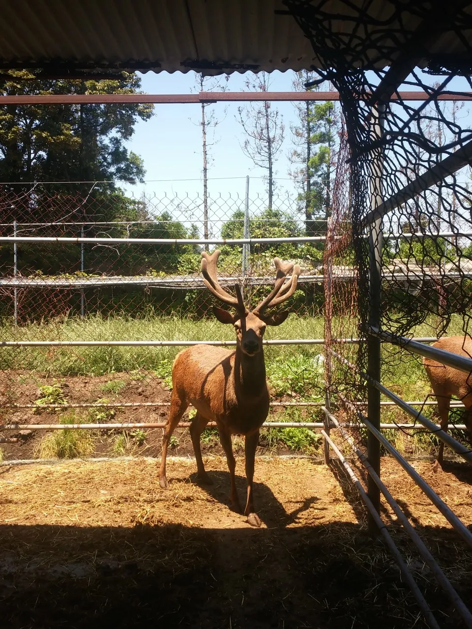 6시내고향 제주 삼양 블루베리
