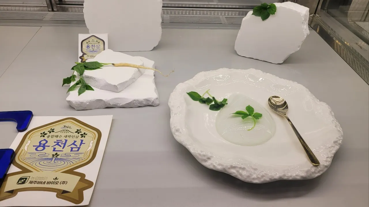 6시내고향 제주 조천 새싹삼