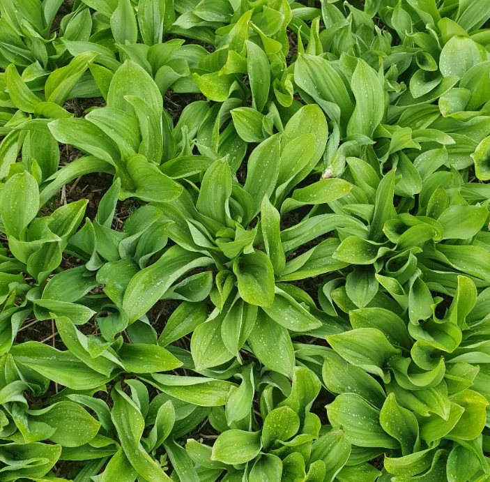 6시내고향 제천 산골 농장 명이나물 장아찌