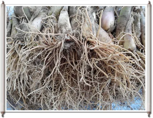 6시내고향 청양 산마늘