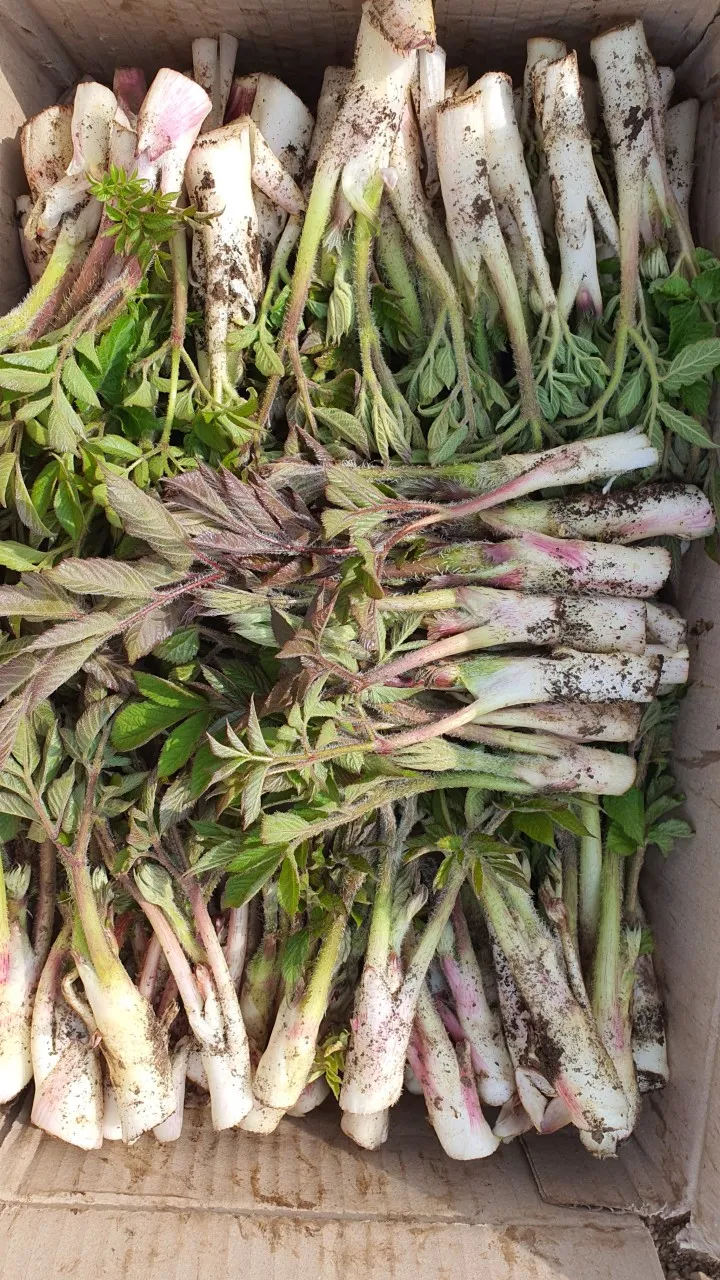 6시내고향 통영 땅두릅