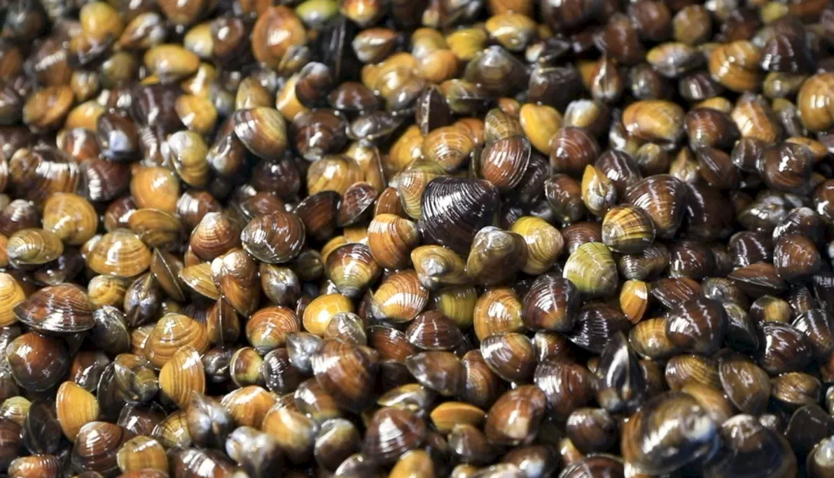 6시내고향 하동 재첩국 식당