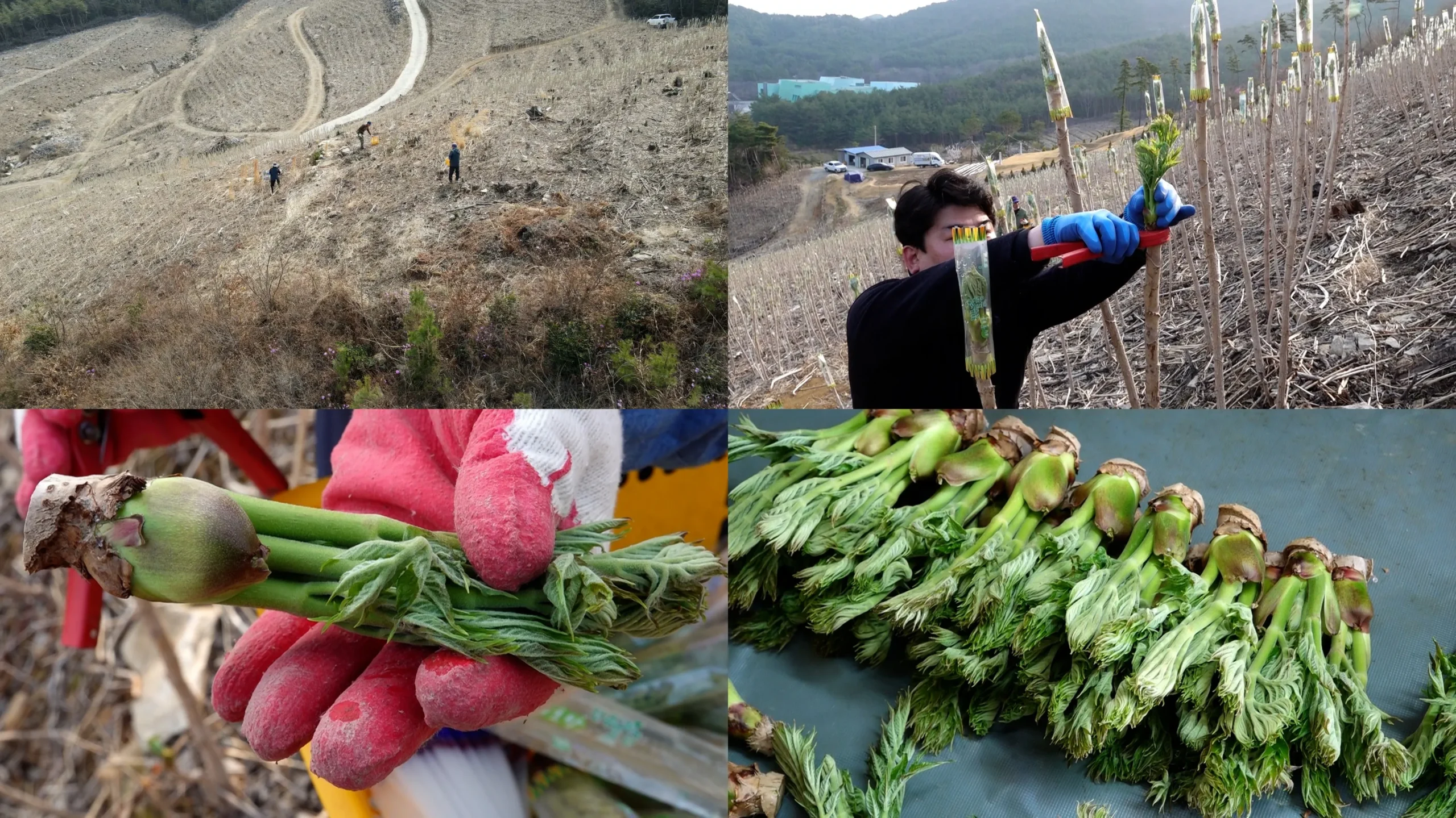 극한직업 고흥 참두릅 전국택배주문