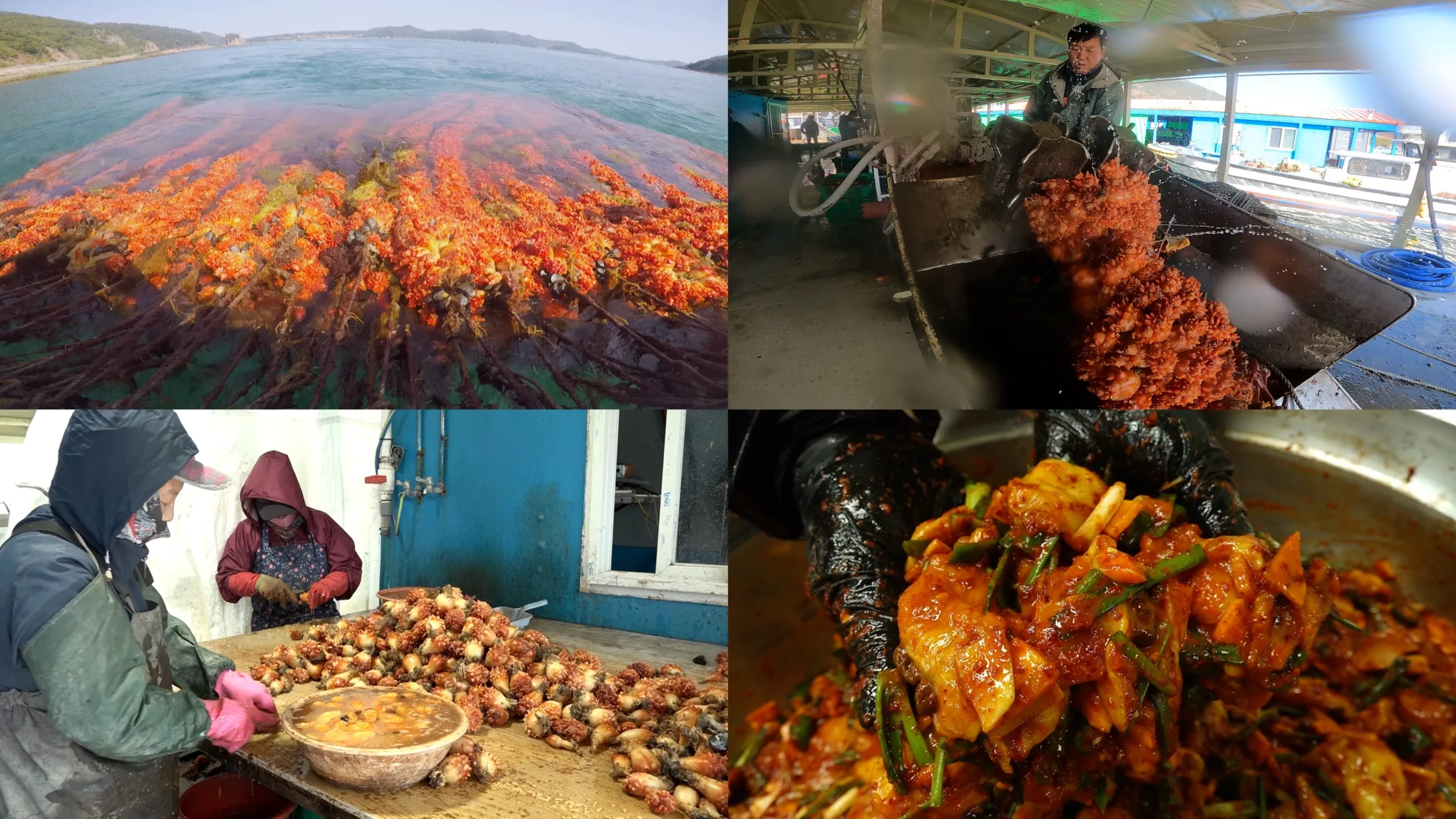 극한직업 통영 멍게