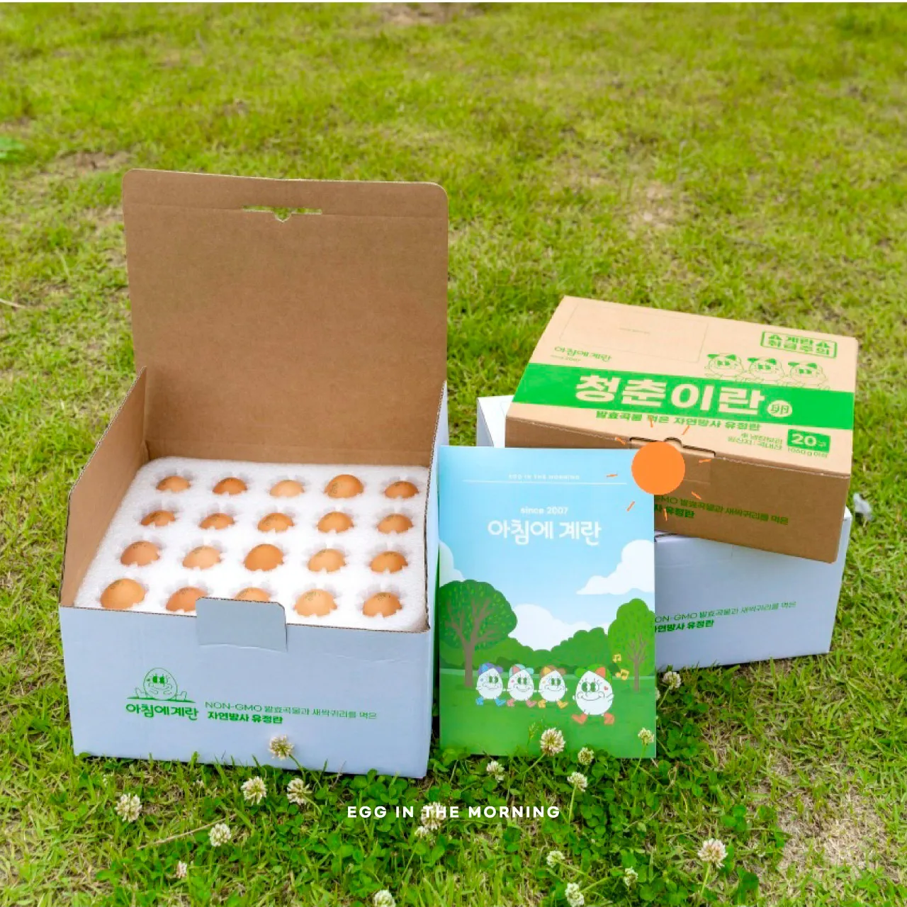 생방송투데이 영덕 양계농원