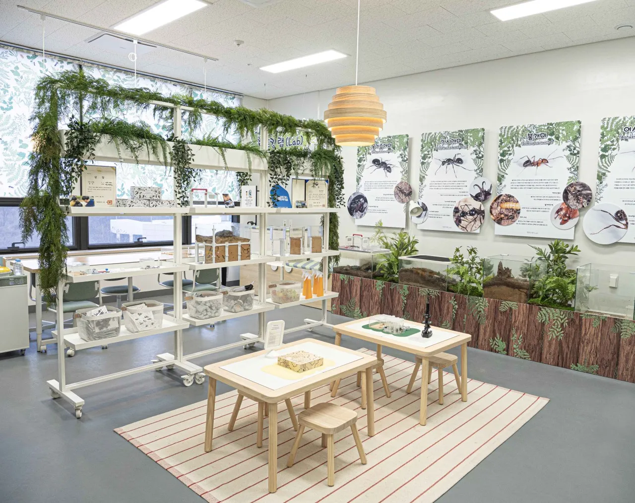 생방송투데이 원주 개미 곤충매장