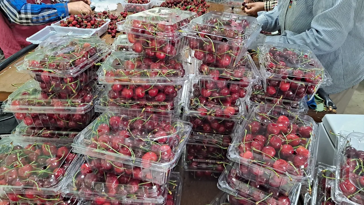 오늘N 경주 체리농장