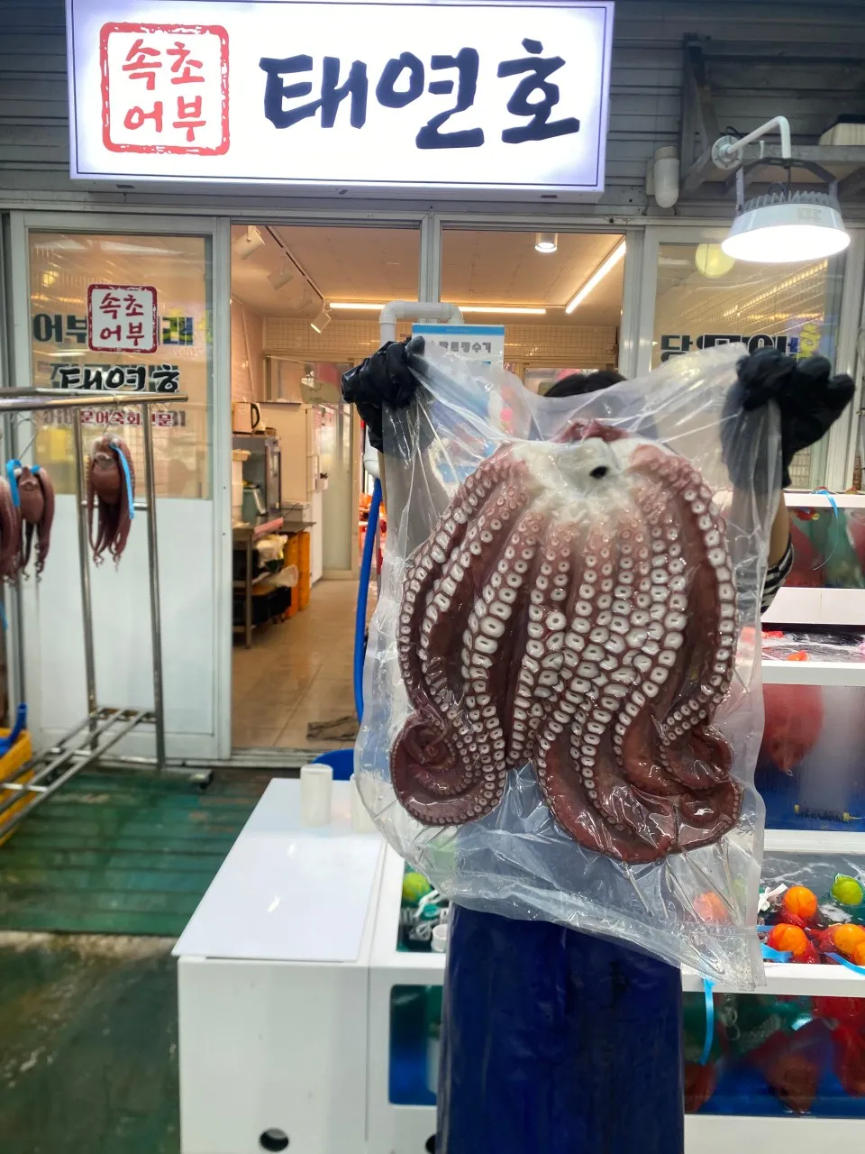 오늘N 속초 아바이활어회센터 태연호